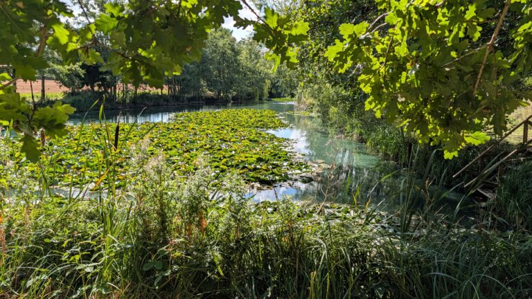 Monet lake at Pool Bridge Farm, York: lily pads and wooden steps into the water